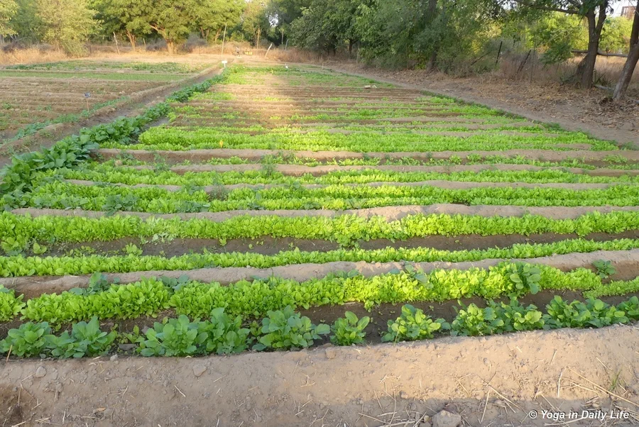 Our winter garden one month after planting